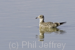 California Gull