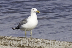 California Gull