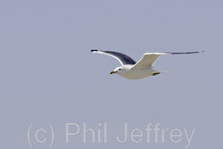 California Gull