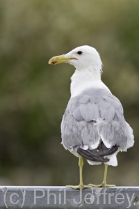 California Gull