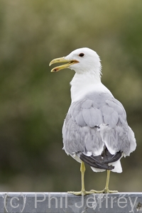 California Gull