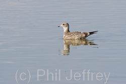 California Gull