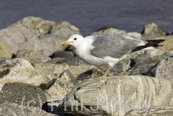 California Gull