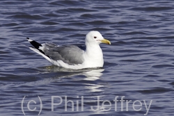 California Gull