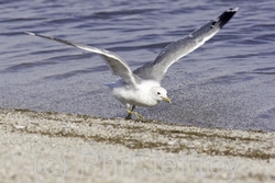 California Gull