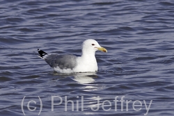 California Gull