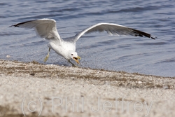 California Gull