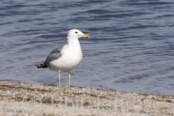 California Gull