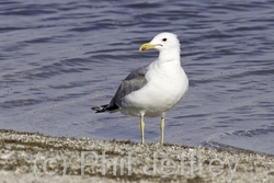 California Gull