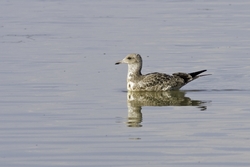 California Gull