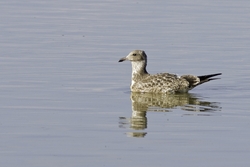 California Gull