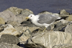 California Gull