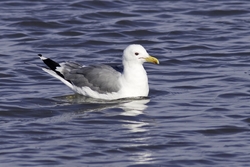 California Gull