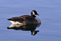 Canada Goose
