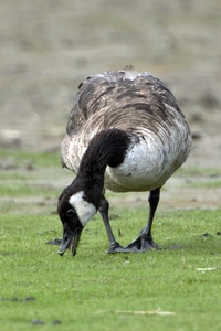 Canada Goose