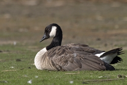 Canada Goose