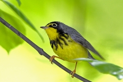 Canada Warbler