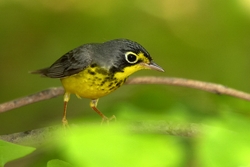 Canada Warbler