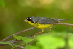 Canada Warbler