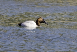 Canvasback