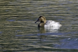 Canvasback
