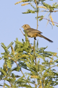 Canyon Towhee