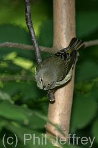 Cape May Warbler