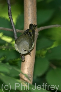 Cape May Warbler