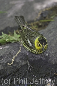 Cape May Warbler