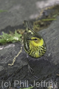 Cape May Warbler