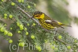 Cape May Warbler