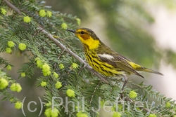 Cape May Warbler