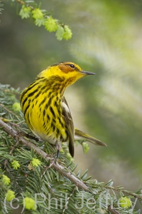 Cape May Warbler