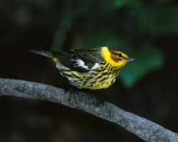 Cape May Warbler