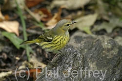 Cape May Warbler