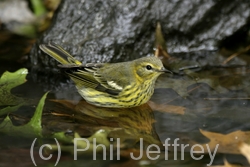 Cape May Warbler