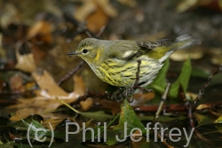 Cape May Warbler
