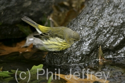 Cape May Warbler