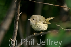 Cape May Warbler