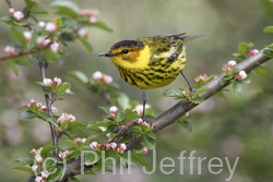 Cape May Warbler