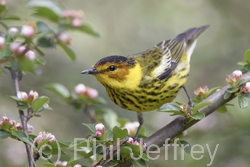 Cape May Warbler