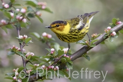 Cape May Warbler