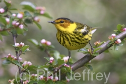 Cape May Warbler