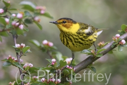Cape May Warbler
