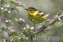 Cape May Warbler
