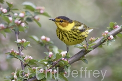 Cape May Warbler