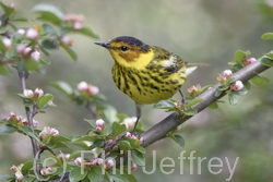 Cape May Warbler