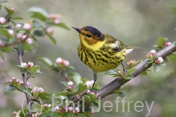Cape May Warbler