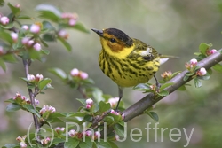 Cape May Warbler