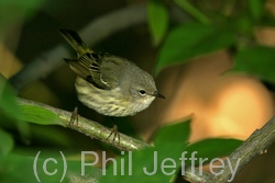 Cape May Warbler